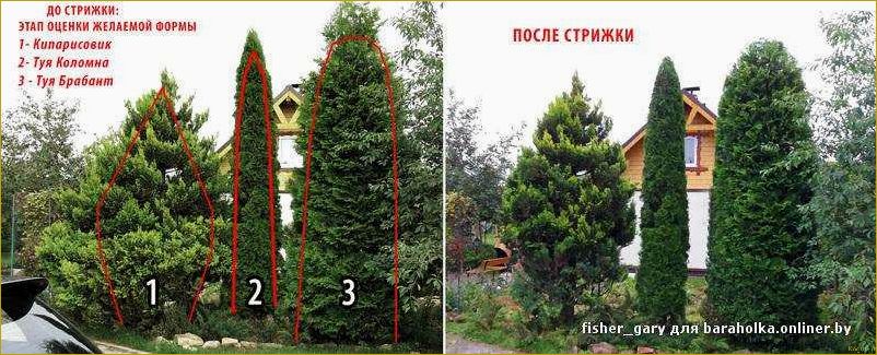 Посадка и уход за пихтой корейской на дачном участке: особенности и советы