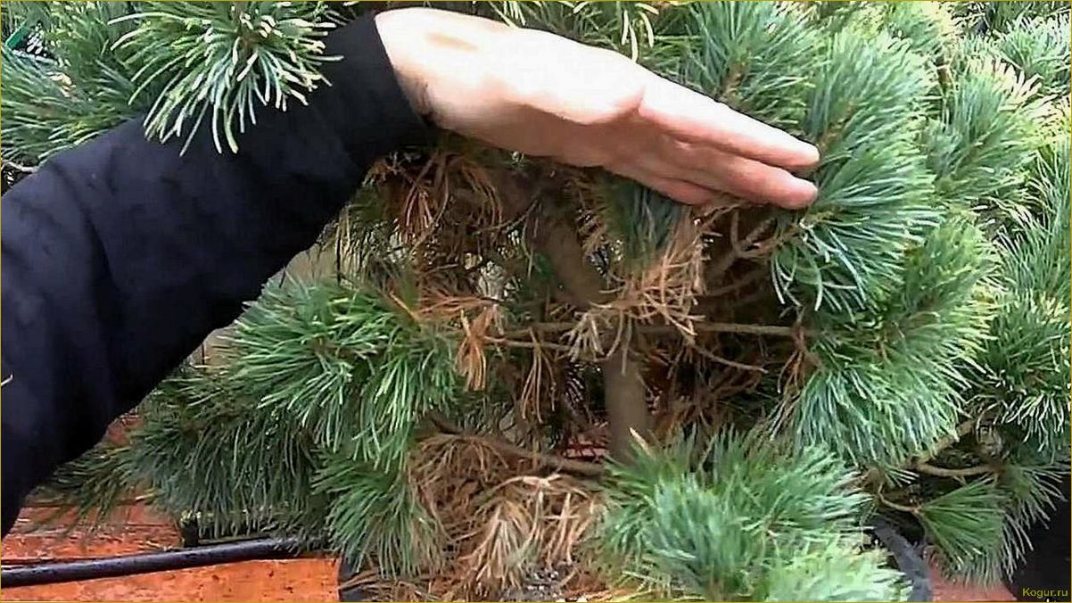 Посадка и уход за пихтой корейской на дачном участке: особенности и советы