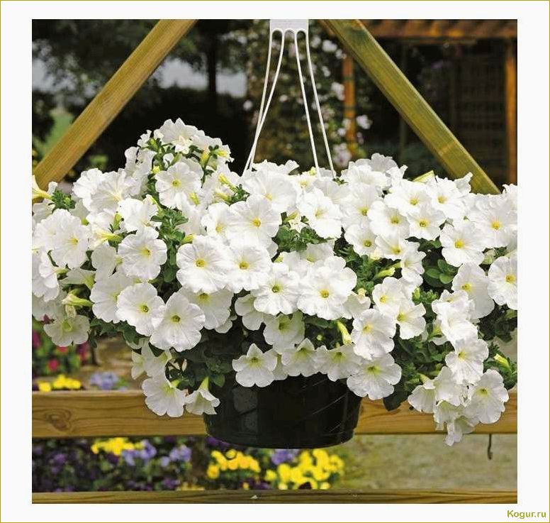 Отличия ампельной петунии от каскадной: как выбрать и выращивать