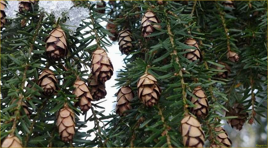 (псевдотсуга, китайская, привлекает, наше) Почему псевдотсуга китайская так привлекает наше внимание?