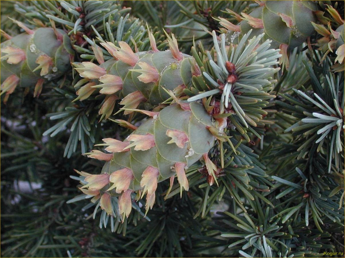 (псевдотсуга, китайская, привлекает, наше) Почему псевдотсуга китайская так привлекает наше внимание?