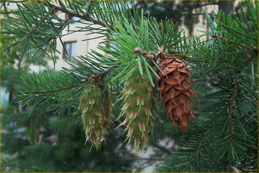 (псевдотсуга, китайская, привлекает, наше) Почему псевдотсуга китайская так привлекает наше внимание?