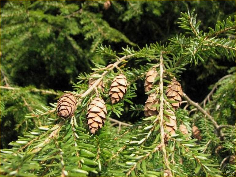 (псевдотсуга, китайская, привлекает, наше) Почему псевдотсуга китайская так привлекает наше внимание?