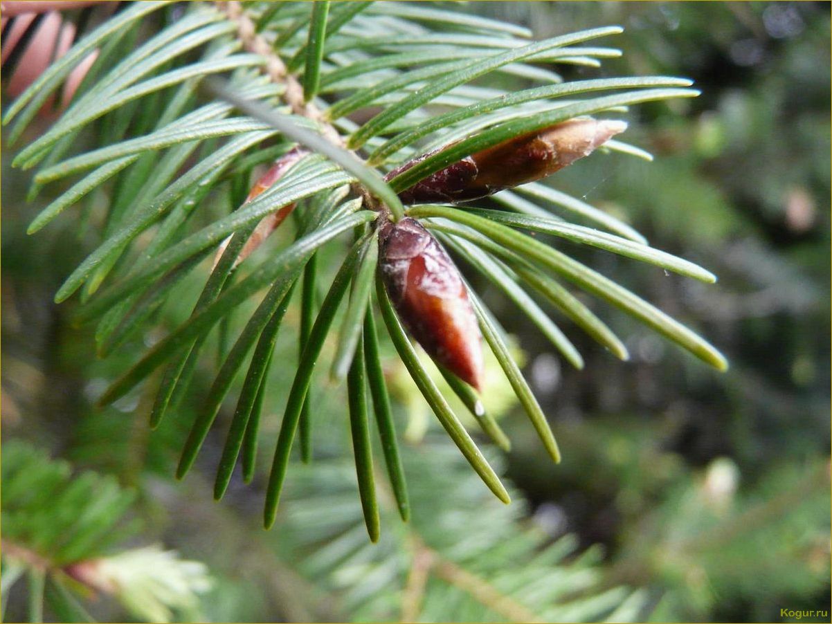 (псевдотсуга, китайская, привлекает, наше) Почему псевдотсуга китайская так привлекает наше внимание?