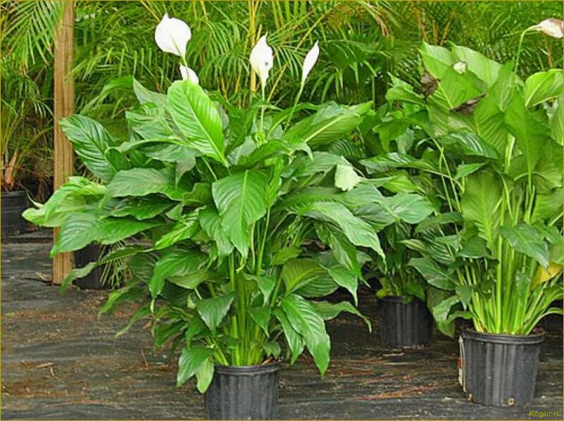 Что делать, если ваш спатифиллум не цветет?