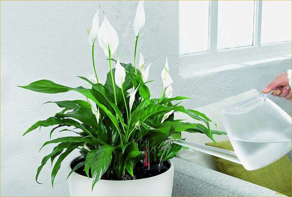 Что делать, если ваш спатифиллум не цветет?