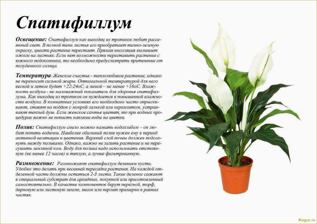 Что делать, если ваш спатифиллум не цветет?