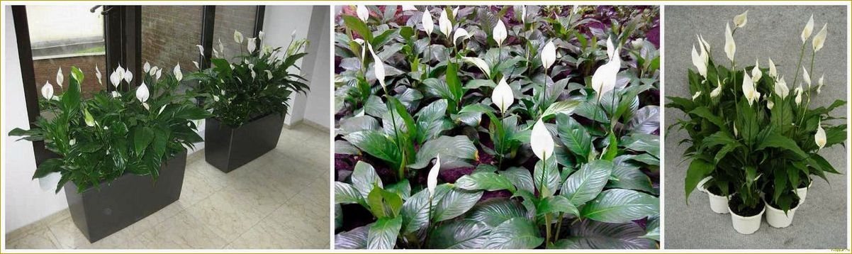 Что делать, если ваш спатифиллум не цветет?