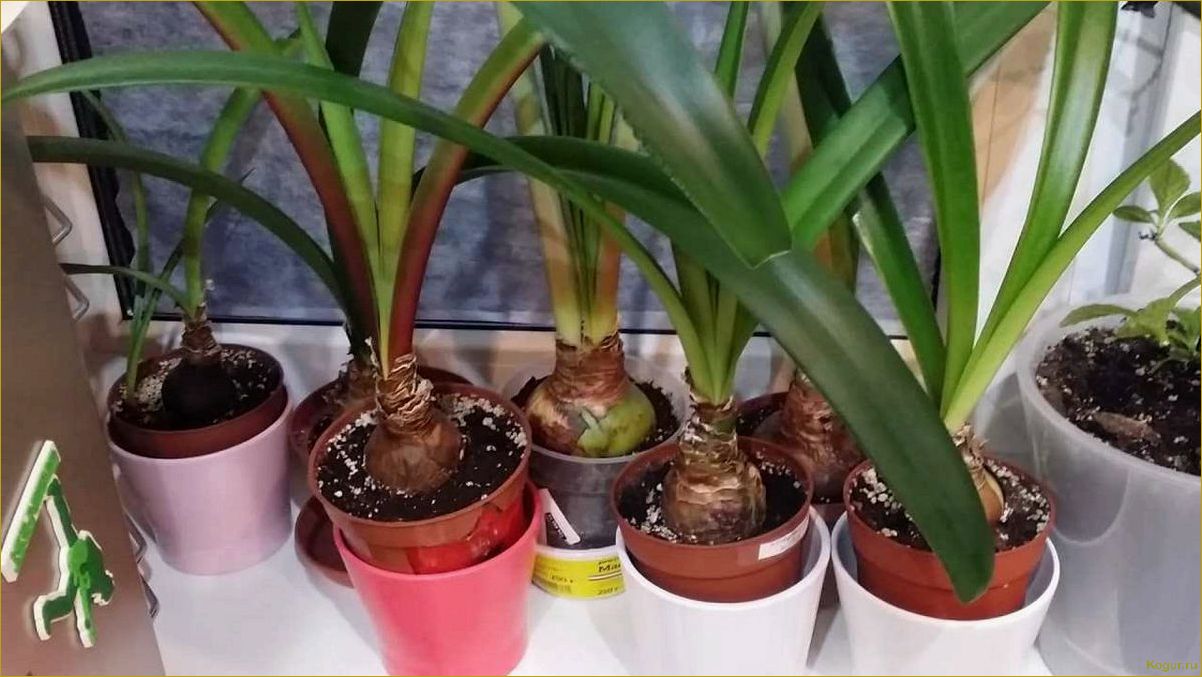 (отцвел, гиппеаструм) Что делать после того, как отцвел гиппеаструм?