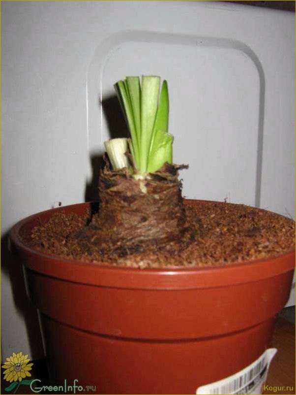 (отцвел, гиппеаструм) Что делать после того, как отцвел гиппеаструм?