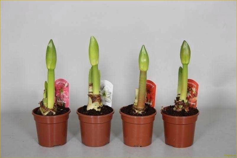 (отцвел, гиппеаструм) Что делать после того, как отцвел гиппеаструм?