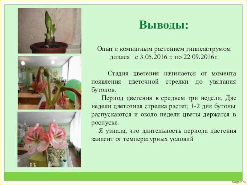 (отцвел, гиппеаструм) Что делать после того, как отцвел гиппеаструм?