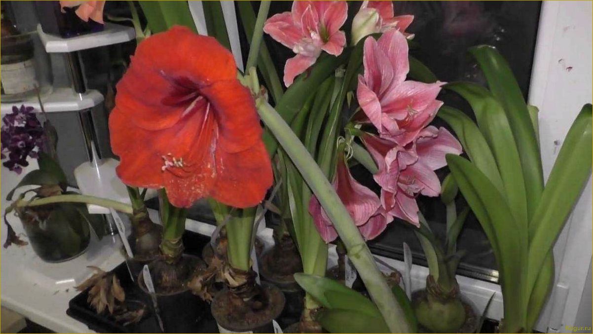 (отцвел, гиппеаструм) Что делать после того, как отцвел гиппеаструм?