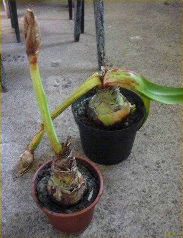 (отцвел, гиппеаструм) Что делать после того, как отцвел гиппеаструм?