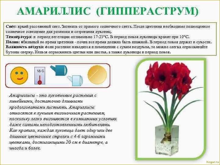 (отцвел, гиппеаструм) Что делать после того, как отцвел гиппеаструм?