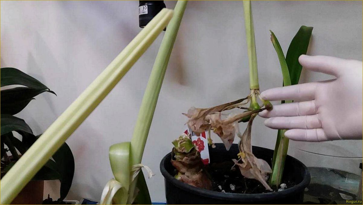 (отцвел, гиппеаструм) Что делать после того, как отцвел гиппеаструм?