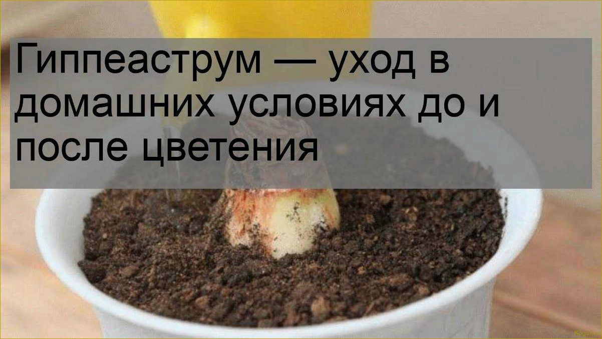 (отцвел, гиппеаструм) Что делать после того, как отцвел гиппеаструм?