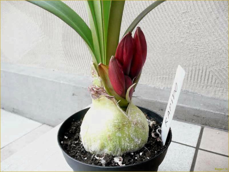 (отцвел, гиппеаструм) Что делать после того, как отцвел гиппеаструм?