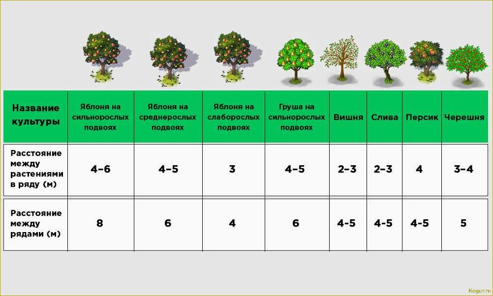 Посадка и уход за ракитником в Подмосковье: советы садоводу