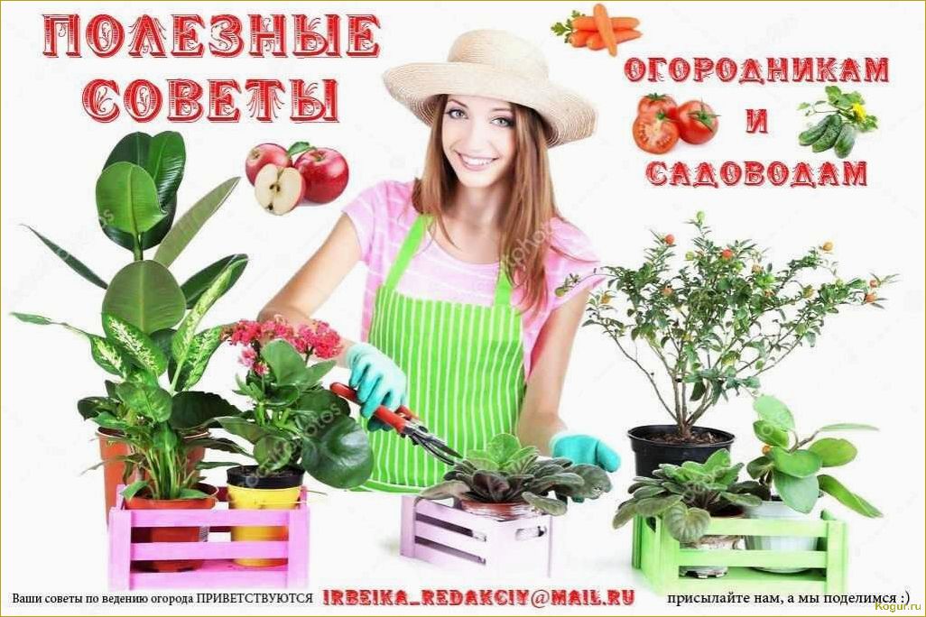 Посадка и уход за ракитником в Подмосковье: советы садоводу