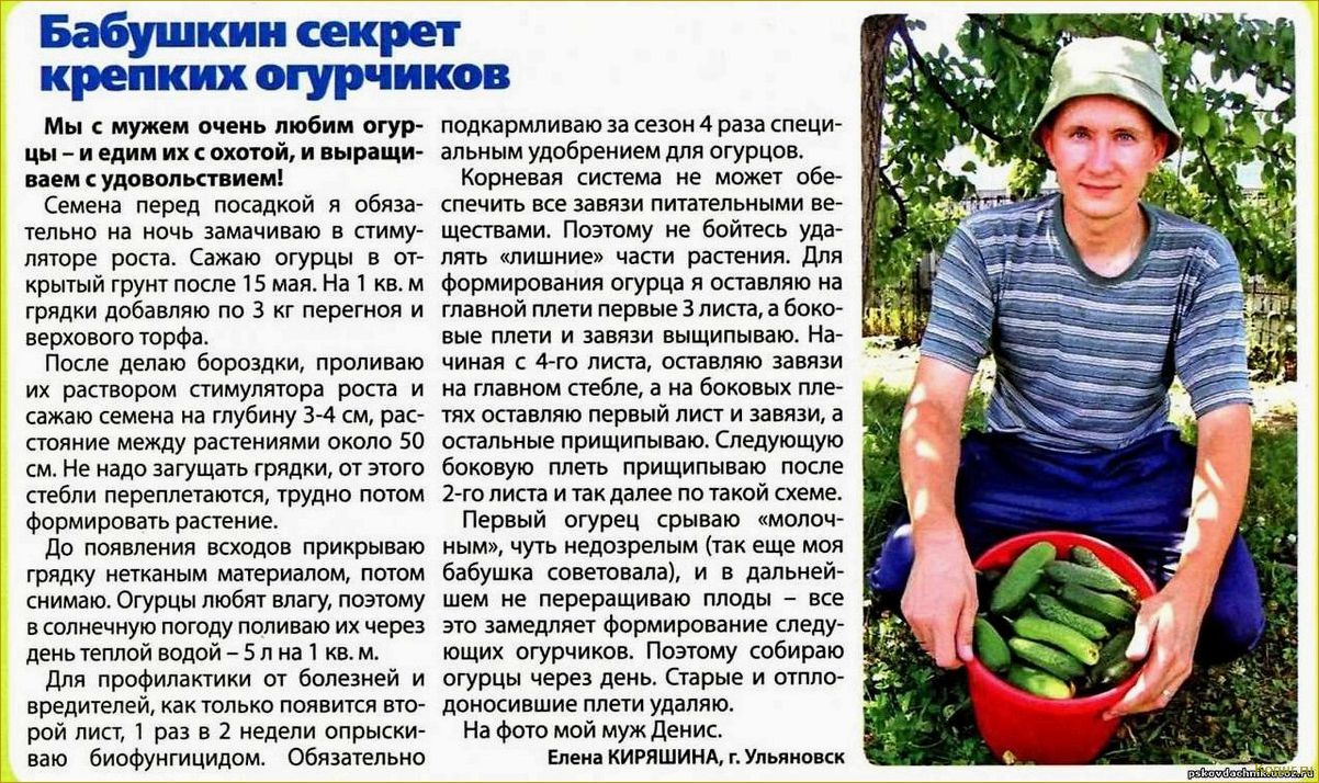 Посадка и уход за ракитником в Подмосковье: советы садоводу