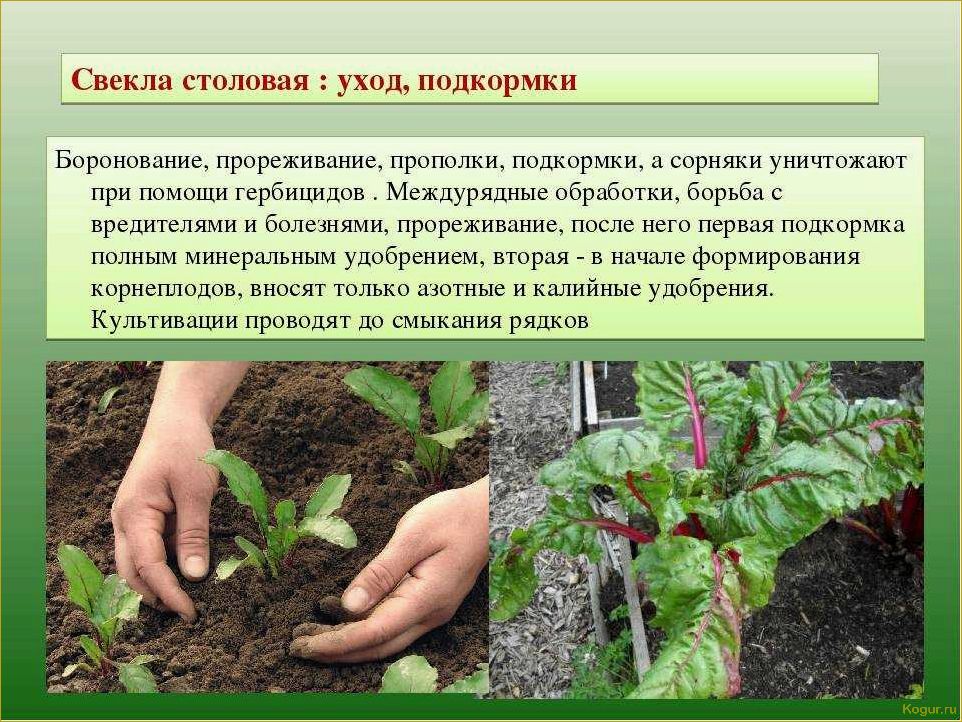 Посадка и уход за ракитником в Подмосковье: советы садоводу