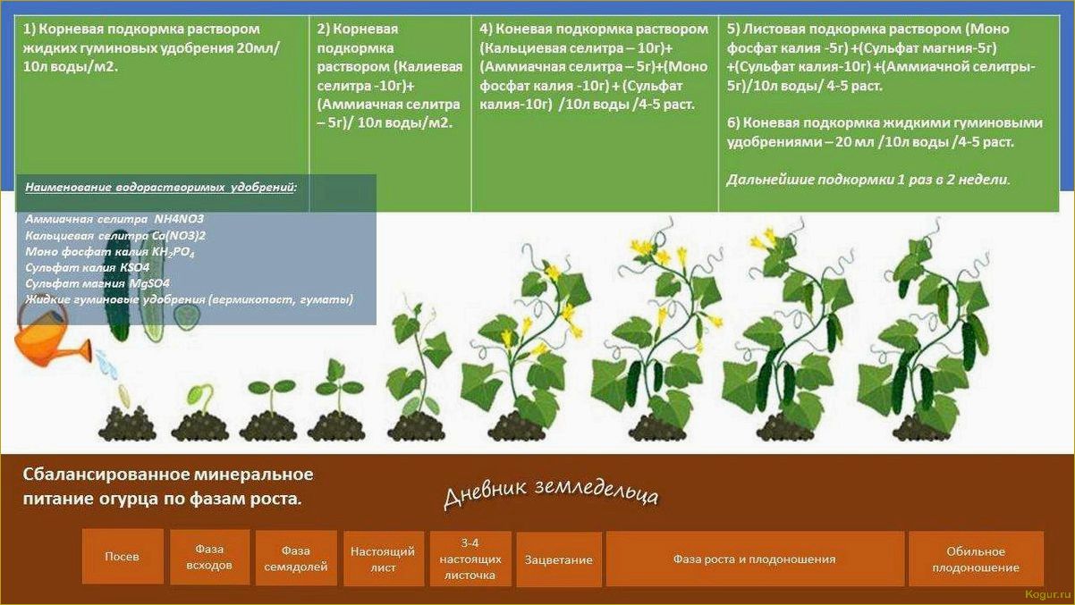 Посадка и уход за ракитником в Подмосковье: советы садоводу