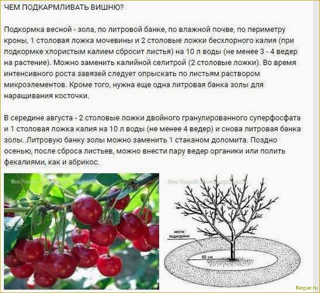 Посадка и уход за ракитником в Подмосковье: советы садоводу