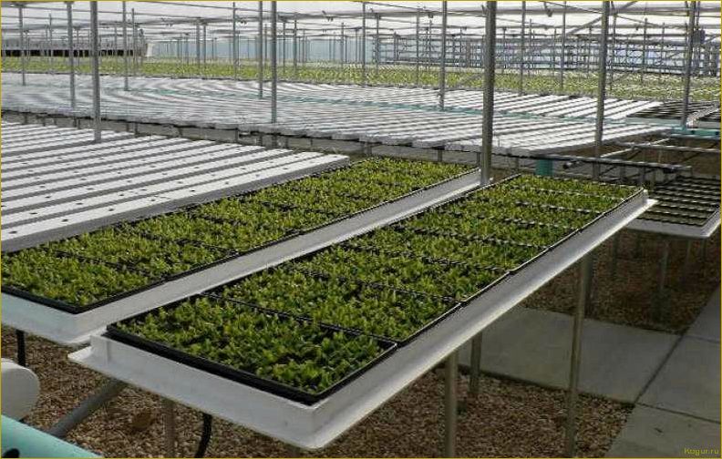 Гидропоника: выращивание салата без почвы