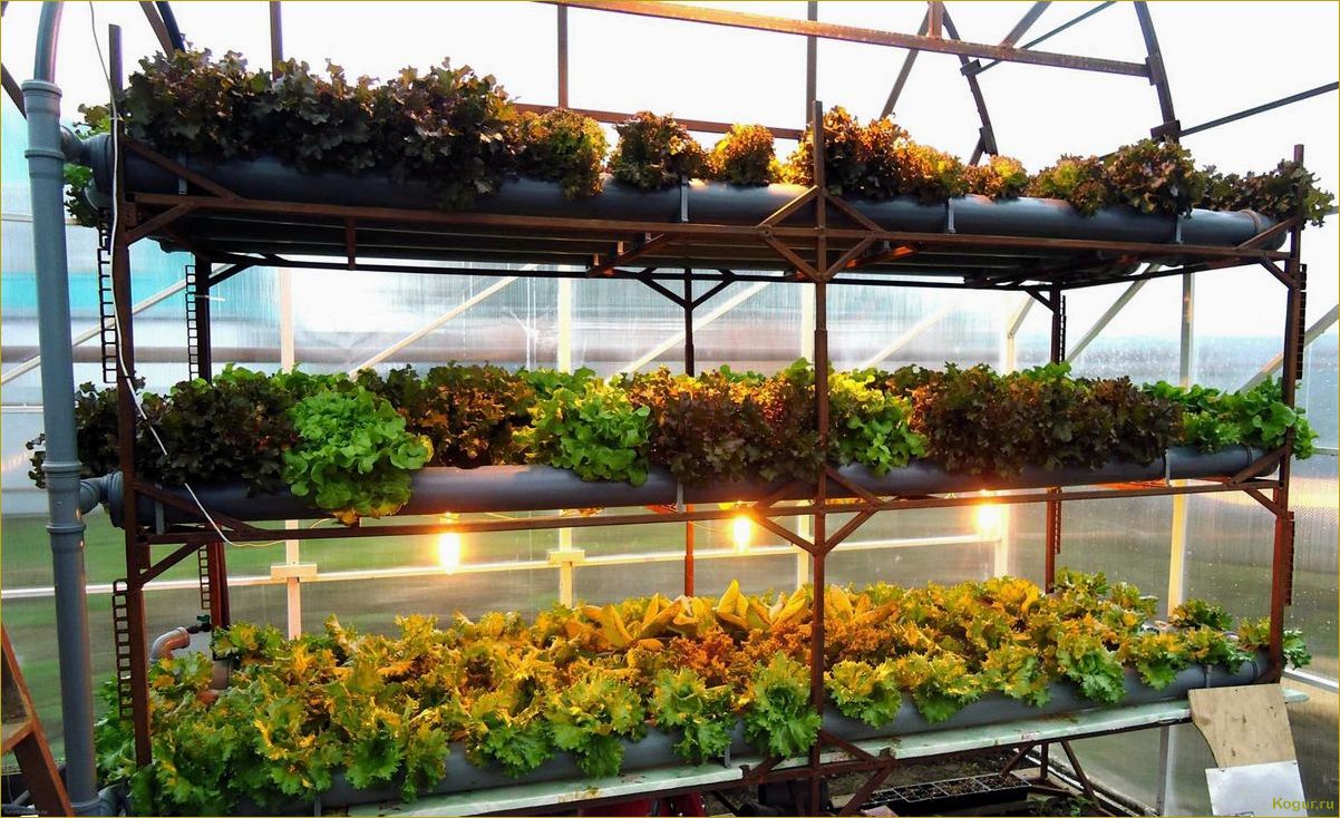 Гидропоника: выращивание салата без почвы
