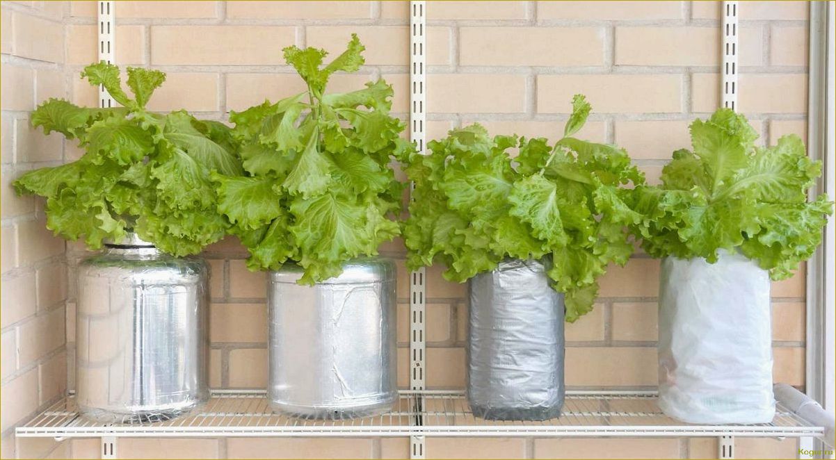 Гидропоника: выращивание салата без почвы