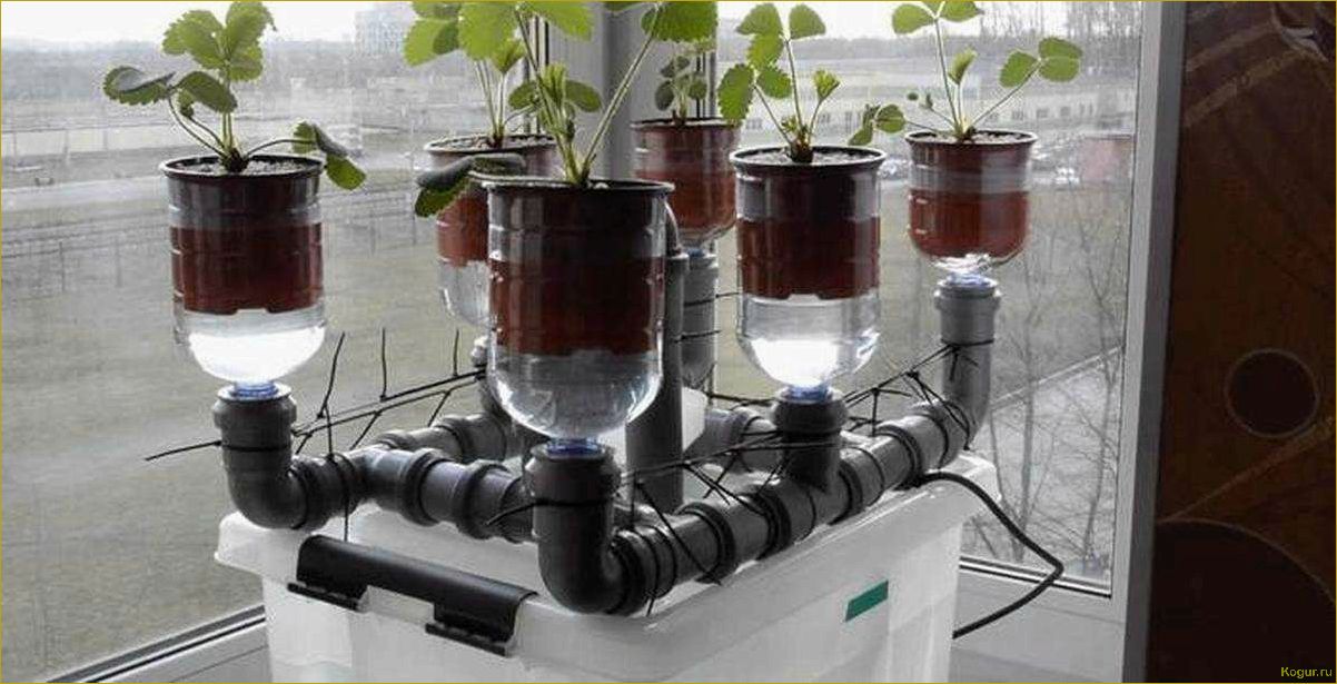 Гидропоника: выращивание салата без почвы