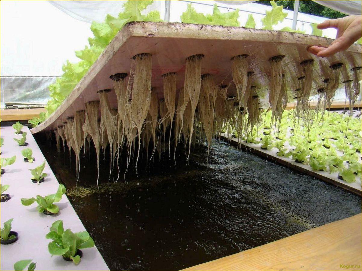 Гидропоника: выращивание салата без почвы