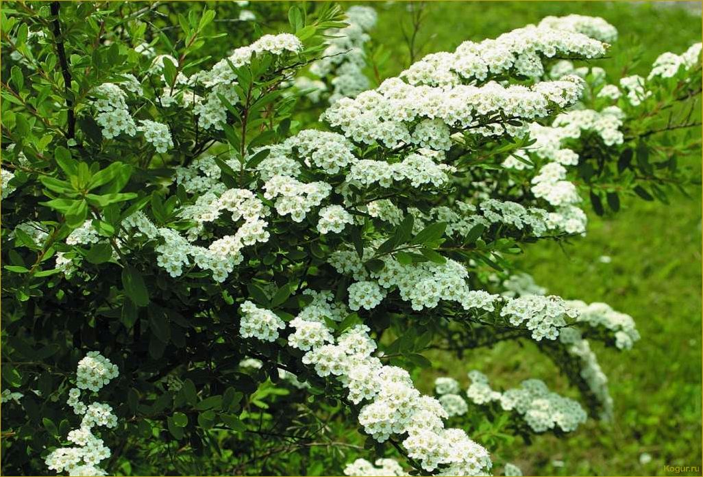 (элегантная, спирея, ниппонская, нашем, саду) Элегантная спирея ниппонская в нашем саду