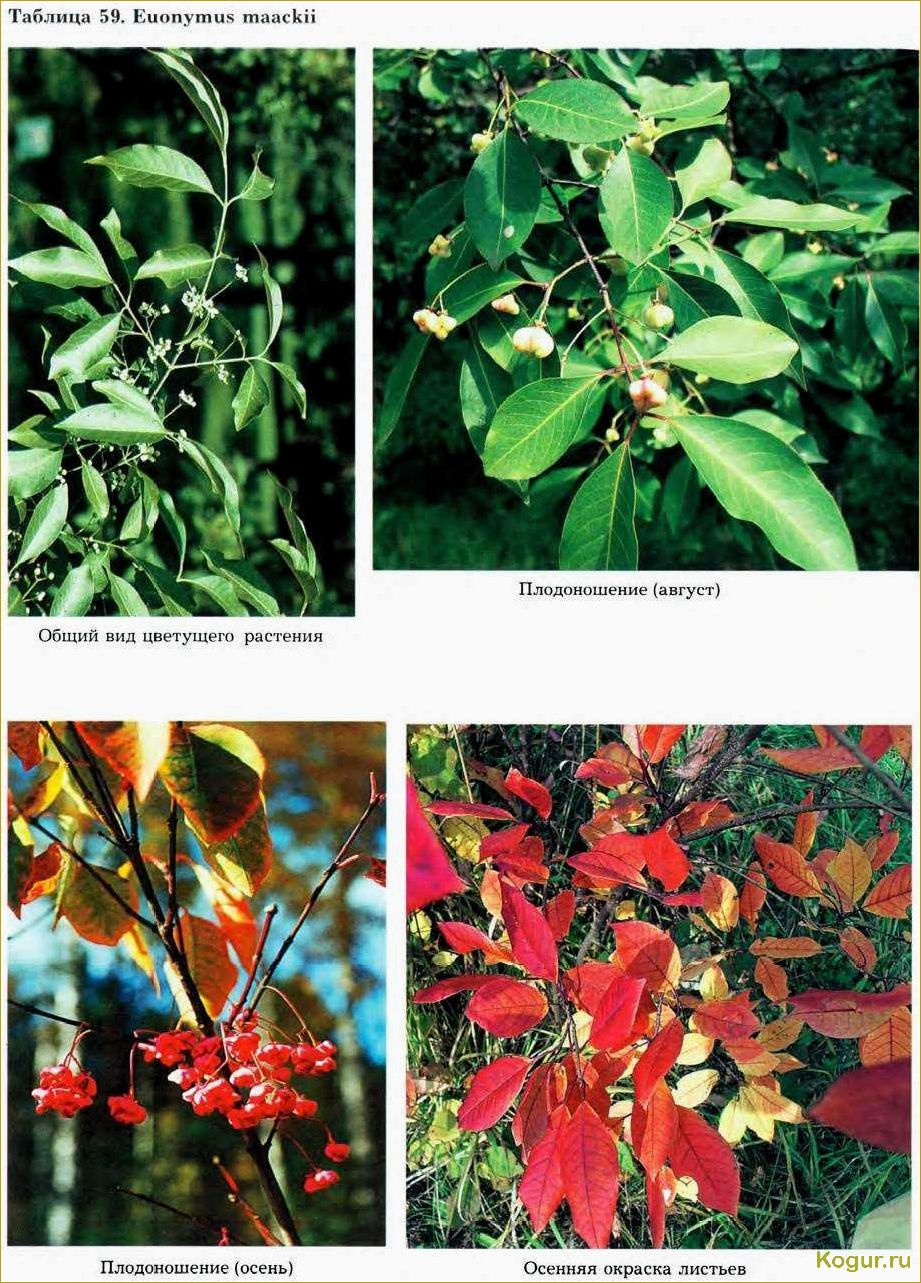 (изучаем, разнообразные, виды, сорта, бересклета) Изучаем разнообразные виды и сорта бересклета: фотографии и подробное описание.