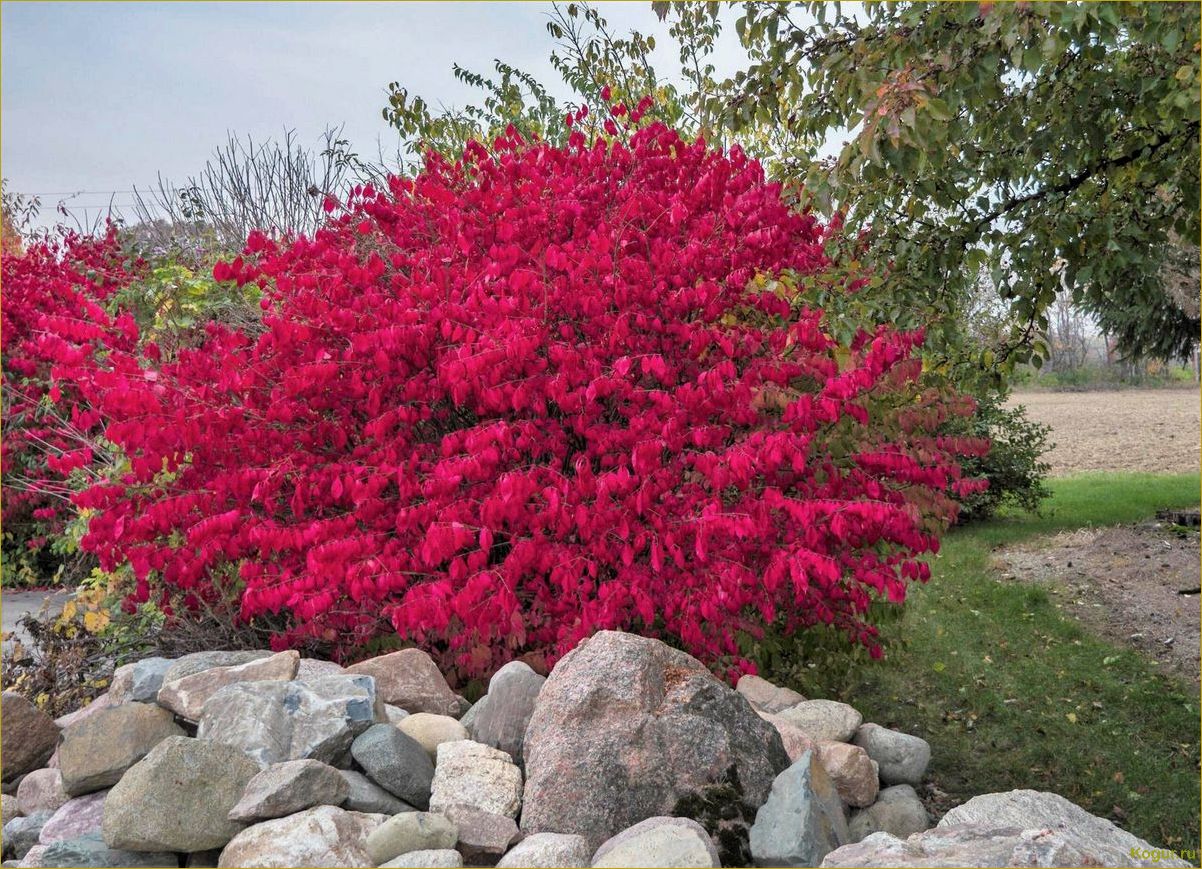 (изучаем, разнообразные, виды, сорта, бересклета) Изучаем разнообразные виды и сорта бересклета: фотографии и подробное описание.