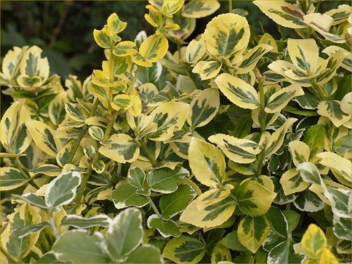 (изучаем, разнообразные, виды, сорта, бересклета) Изучаем разнообразные виды и сорта бересклета: фотографии и подробное описание.