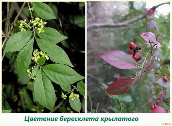 (изучаем, разнообразные, виды, сорта, бересклета) Изучаем разнообразные виды и сорта бересклета: фотографии и подробное описание.