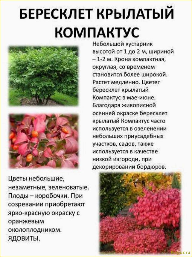 (изучаем, разнообразные, виды, сорта, бересклета) Изучаем разнообразные виды и сорта бересклета: фотографии и подробное описание.