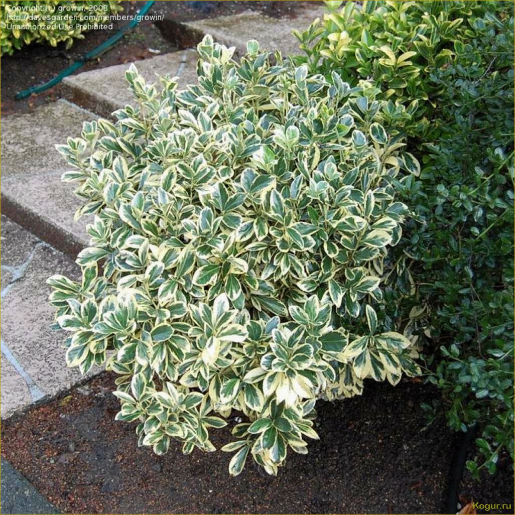 (изучаем, разнообразные, виды, сорта, бересклета) Изучаем разнообразные виды и сорта бересклета: фотографии и подробное описание.