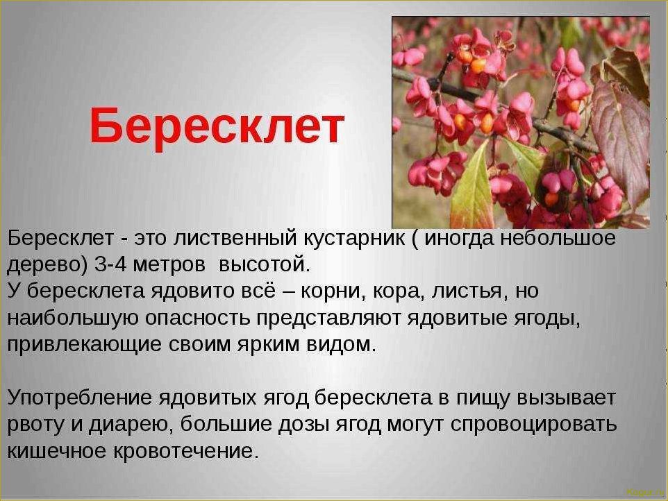 (изучаем, разнообразные, виды, сорта, бересклета) Изучаем разнообразные виды и сорта бересклета: фотографии и подробное описание.