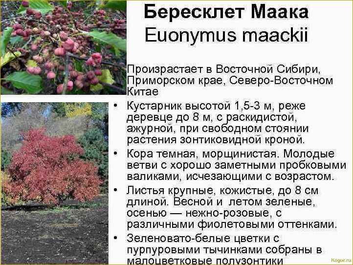 (изучаем, разнообразные, виды, сорта, бересклета) Изучаем разнообразные виды и сорта бересклета: фотографии и подробное описание.