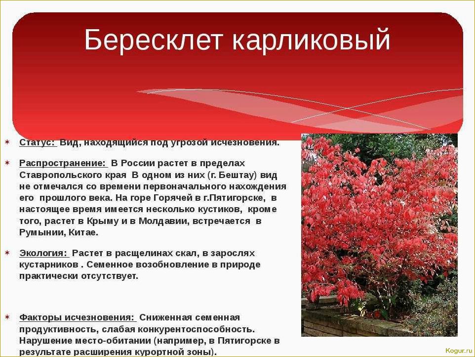 (изучаем, разнообразные, виды, сорта, бересклета) Изучаем разнообразные виды и сорта бересклета: фотографии и подробное описание.