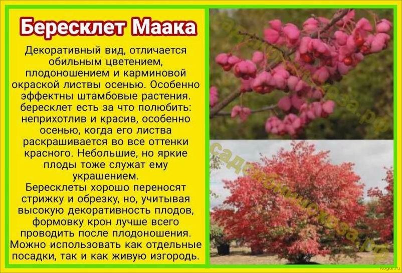 (изучаем, разнообразные, виды, сорта, бересклета) Изучаем разнообразные виды и сорта бересклета: фотографии и подробное описание.