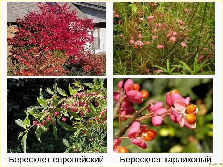 (изучаем, разнообразные, виды, сорта, бересклета) Изучаем разнообразные виды и сорта бересклета: фотографии и подробное описание.