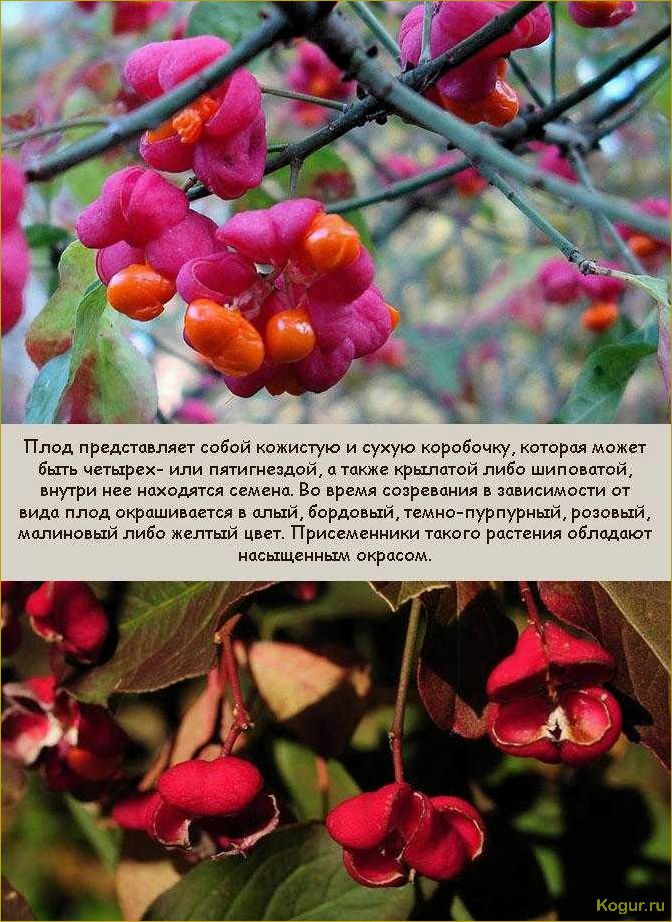 (изучаем, разнообразные, виды, сорта, бересклета) Изучаем разнообразные виды и сорта бересклета: фотографии и подробное описание.