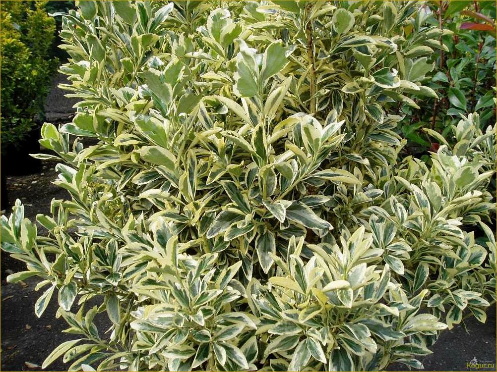 (изучаем, разнообразные, виды, сорта, бересклета) Изучаем разнообразные виды и сорта бересклета: фотографии и подробное описание.