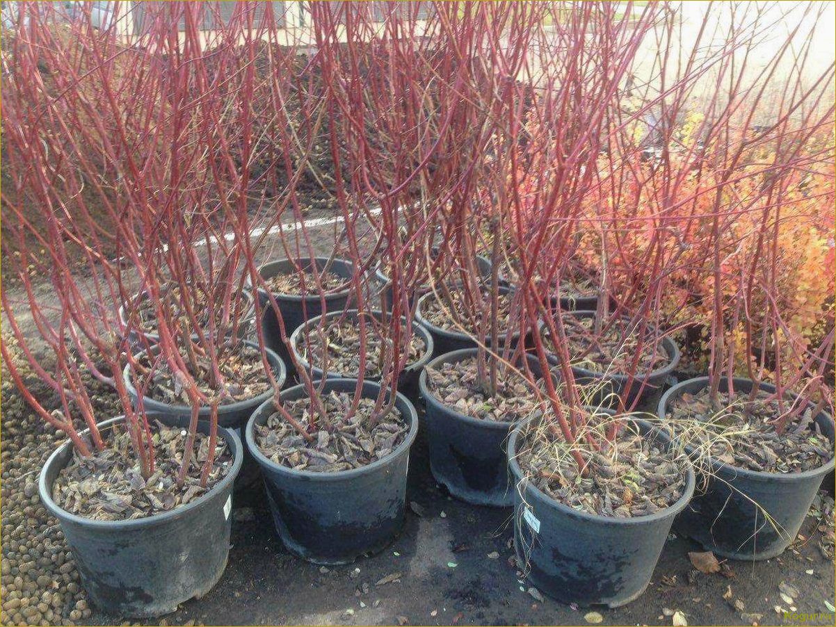 (фото, посадка, уход, барбарисом, обыкновенным) Фото, посадка и уход за барбарисом обыкновенным