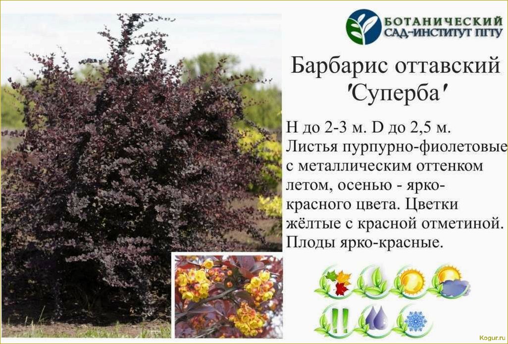 (фото, посадка, уход, барбарисом, обыкновенным) Фото, посадка и уход за барбарисом обыкновенным