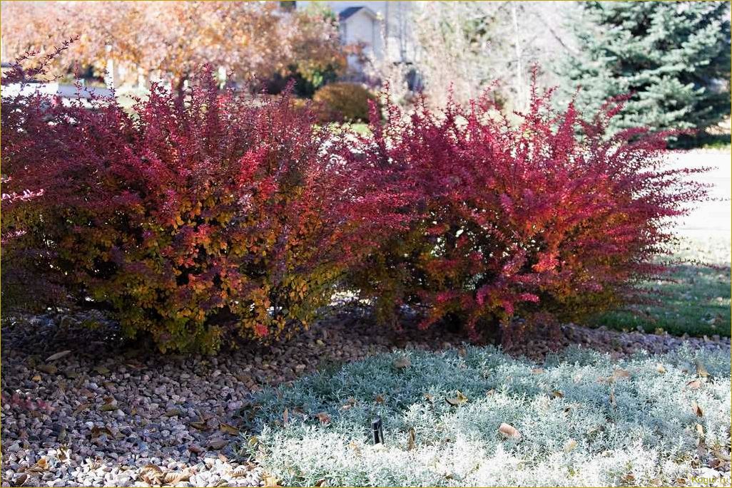 (фото, посадка, уход, барбарисом, обыкновенным) Фото, посадка и уход за барбарисом обыкновенным